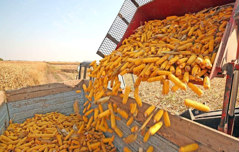 Експорт сільськогосподарської продукції зріс